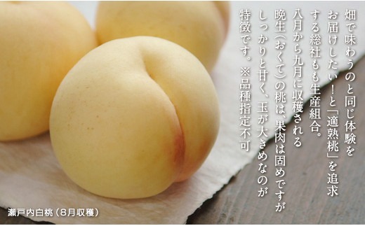 白桃「8月～9月の桃」1kg（岡山県総社もも生産組合） 