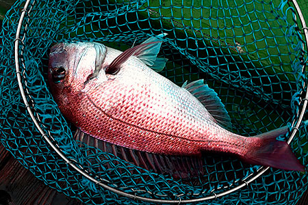 堂浦釣り船体験<br /></noscript>
