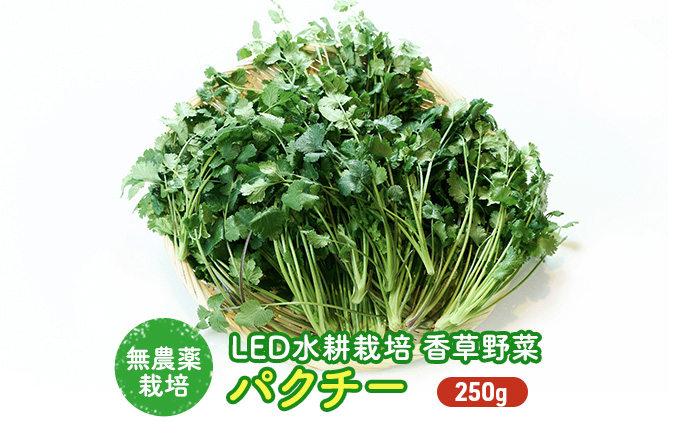 LED水耕栽培 香味野菜（パクチー）250g
