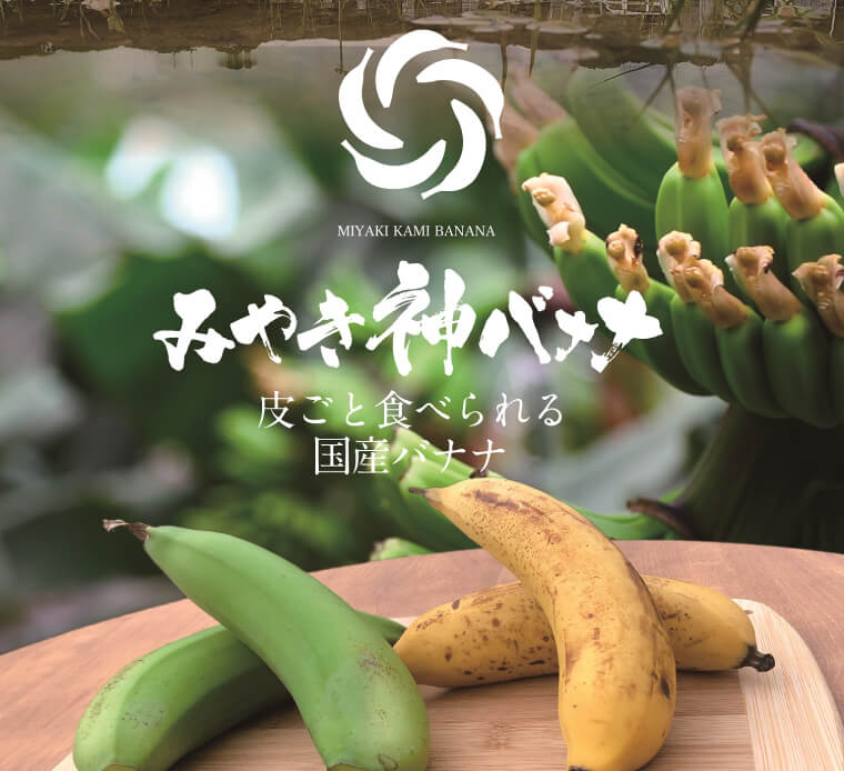 【国産バナナ】みやき神バナナ5本セット（樅箱入り）