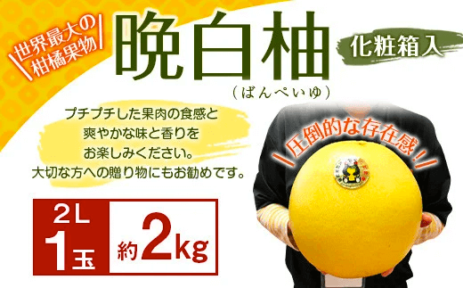 【期間限定】八代特産 晩白柚（ばんぺいゆ）2L(約2kg)サイズ1玉 化粧箱入 イメージ