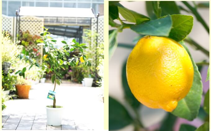 大きめサイズの レモンの木 4年生 苗【1本】 イメージ