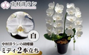 胡蝶蘭の鉢植え2本立ち　アマビリス
