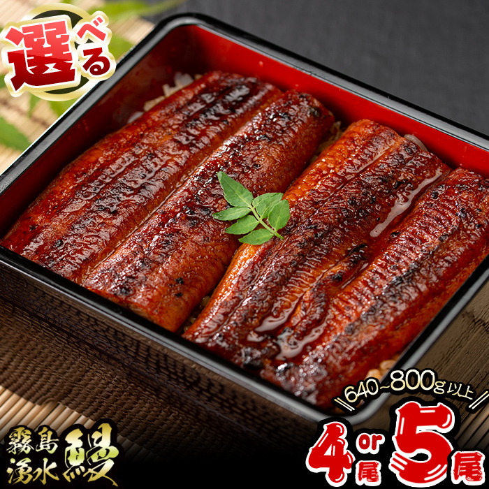 鹿児島県産 山田水産の霧島湧水鰻(尾数が選べる！4尾 or 5尾 (計640g or 計800g) 