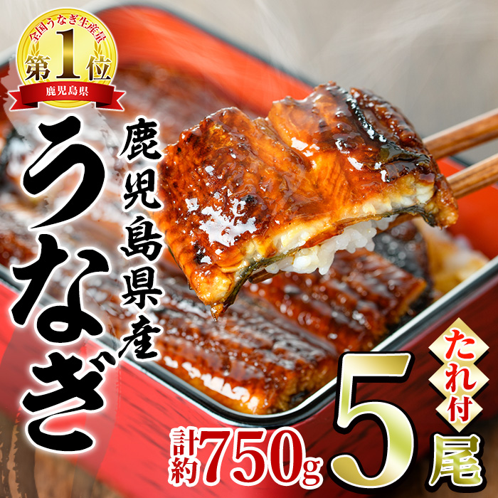 東串良町のうなぎ蒲焼(無頭)(5尾・計約750g・タレ、山椒付)うなぎ生産量日本一の鹿児島県！国産で安心！豊富な地下水で育った鰻の蒲焼き！【アクアおおすみ】