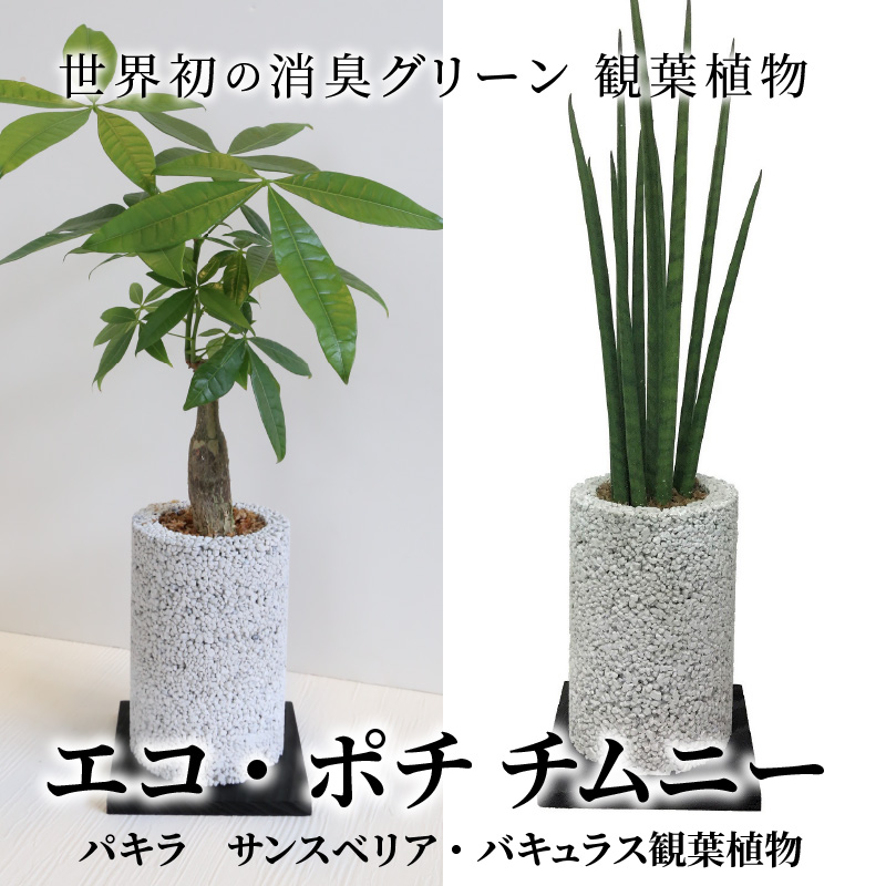 観葉植物 パキラ サンスベリア 消臭グリーン エコ ポチチムニー ハイブリッド消臭 インテリア お洒落 癒し 植物ポット 消臭 分解 土を使わない 国産の自然素材 シンプル さまざまなシーンに 熊本 天草 送料無料