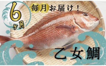 乙女鯛 刺身用 6回定期便